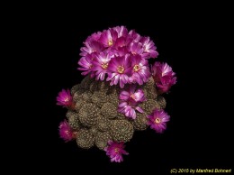 Sulcorebutia tiraquensis v. augustinii RH816-23 2183